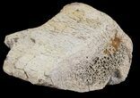 Mosasaur Bone Section - Montana #71280-1